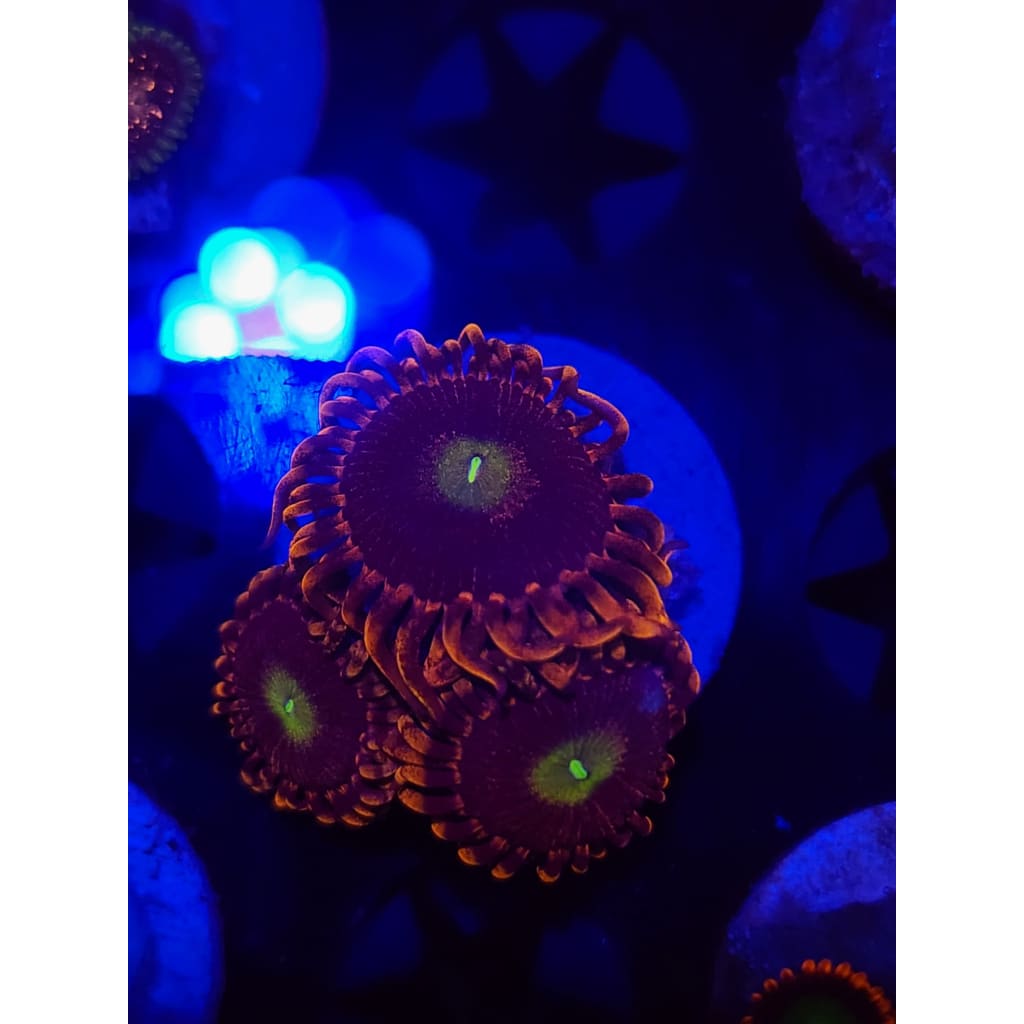 Bozo’s Birthday Zoanthid Frag WYSIWYG!