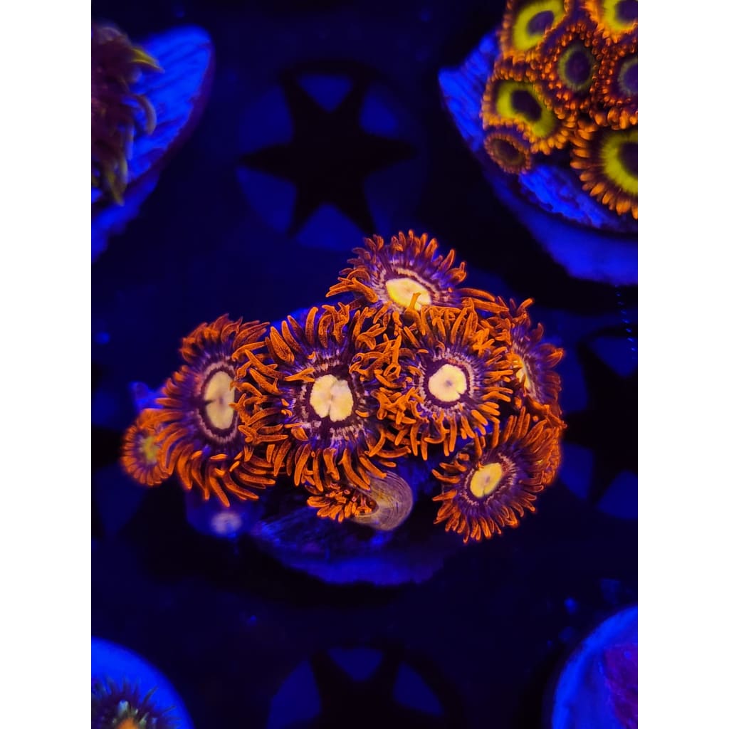 Buckeye Zoanthid Frag WYSIWYG!