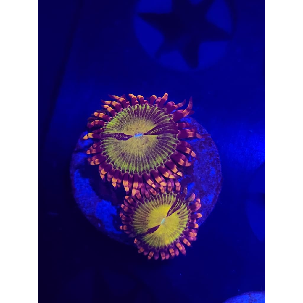 Butt Kissers Zoanthid Frag WYSIWYG!