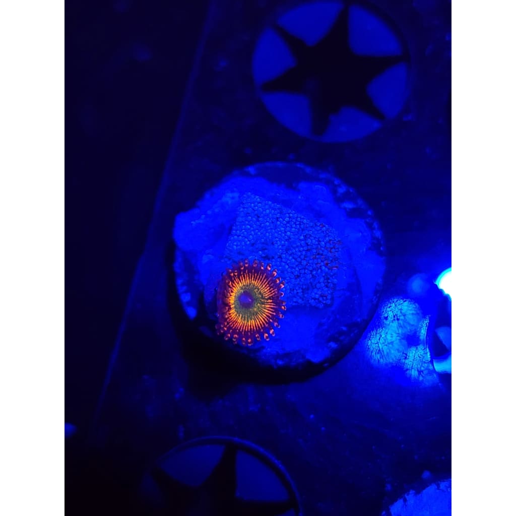 CB Bowzer Zoanthid Frag WYSIWYG!