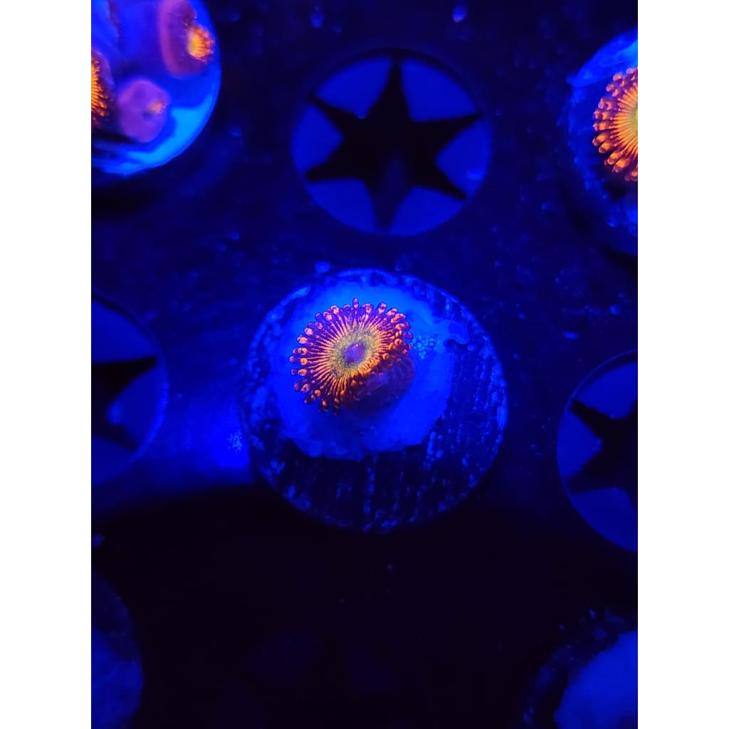 CB Bowzer Zoanthid Frag WYSIWYG!
