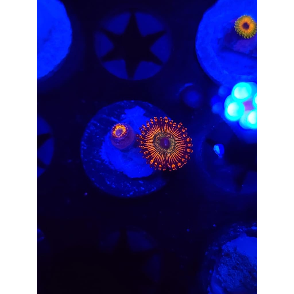 CB Bowzer Zoanthid Frag WYSIWYG!