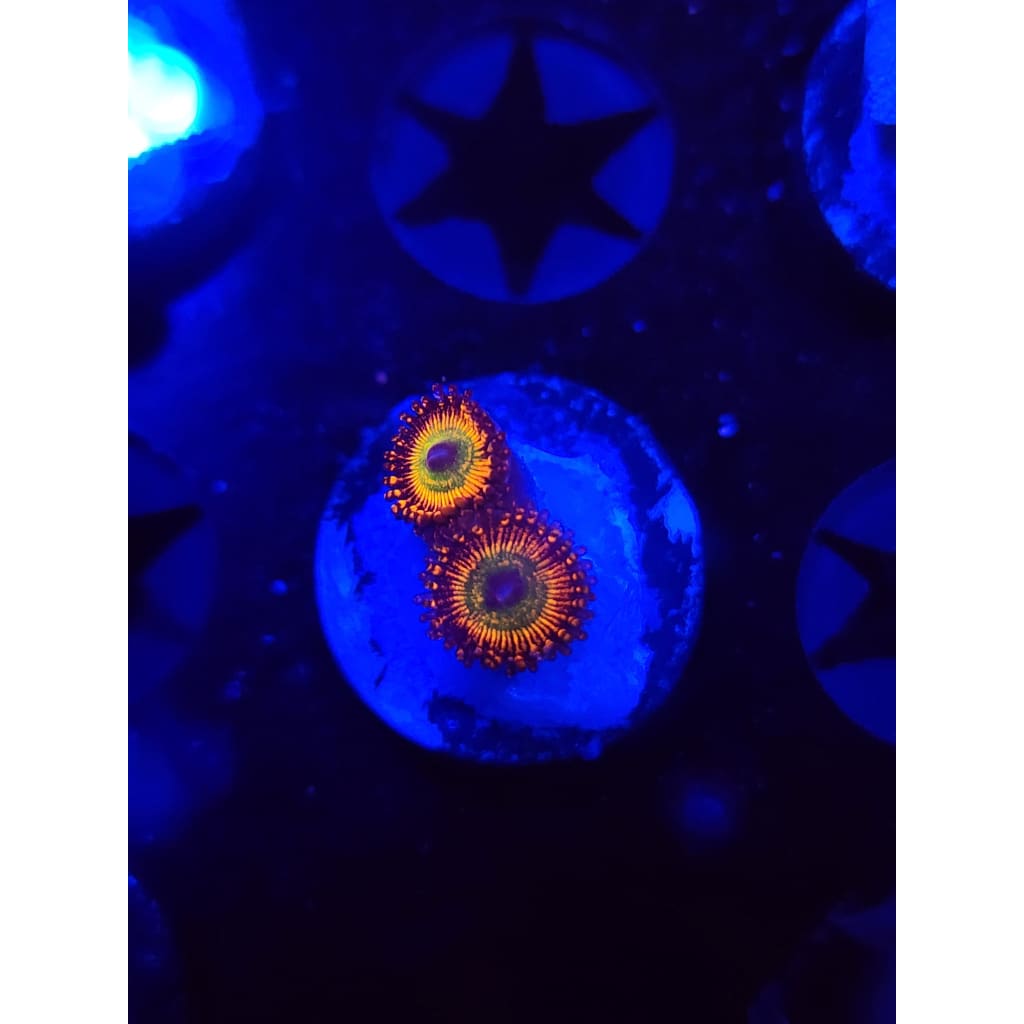 CB Bowzer Zoanthid Frag WYSIWYG!
