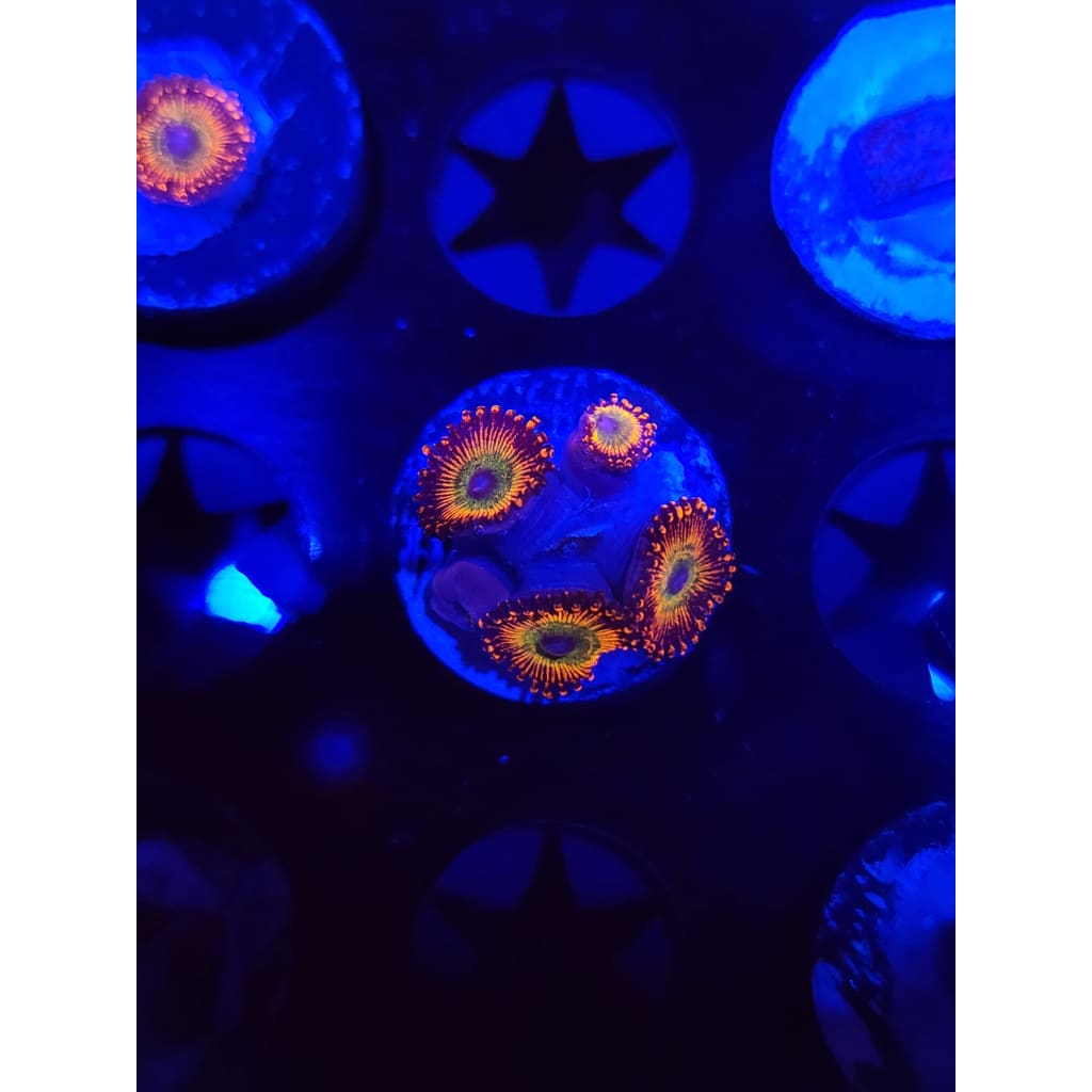 CB Bowzer Zoanthid Frag WYSIWYG!