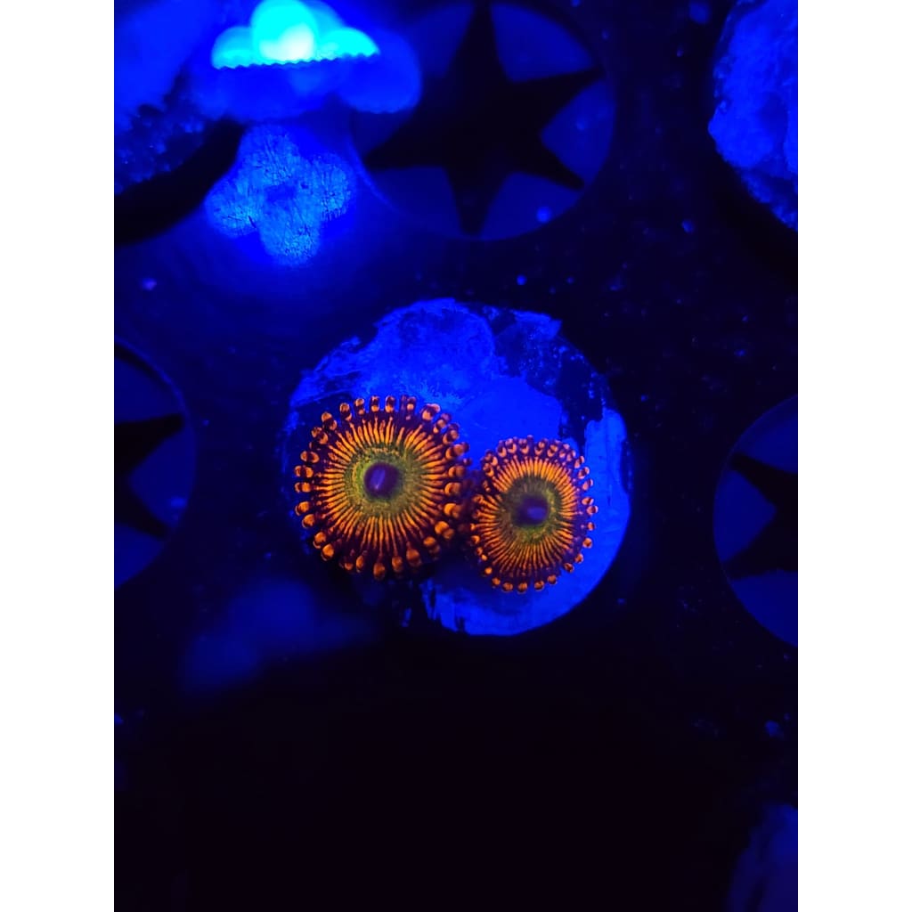 CB Bowzer Zoanthid Frag WYSIWYG!