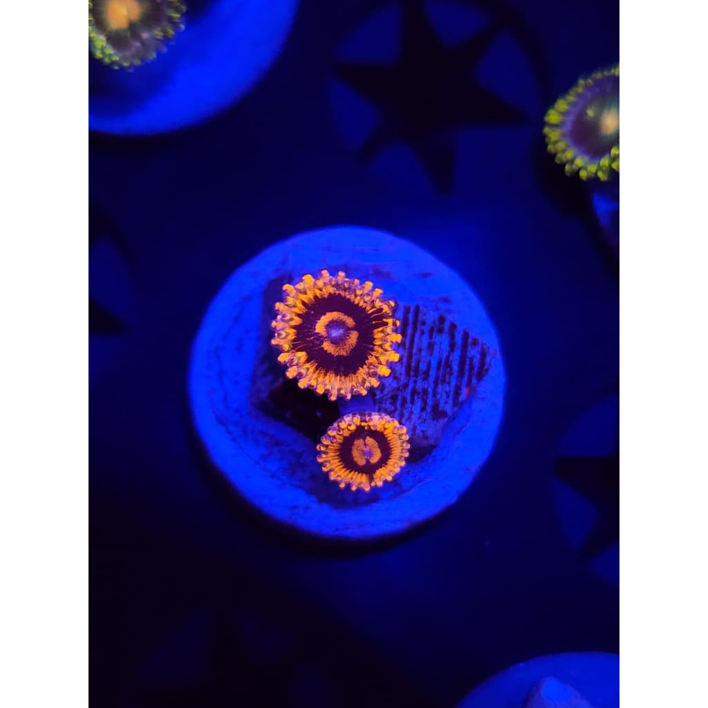CB El Corazon Zoanthid Frag WYSIWYG!