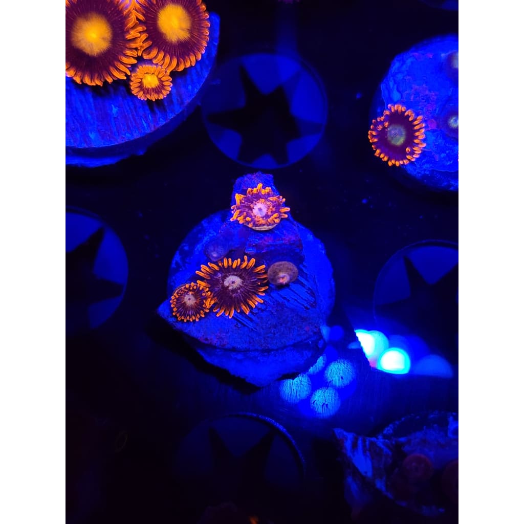 CB Snitches Zoanthid Frag WYSIWYG!