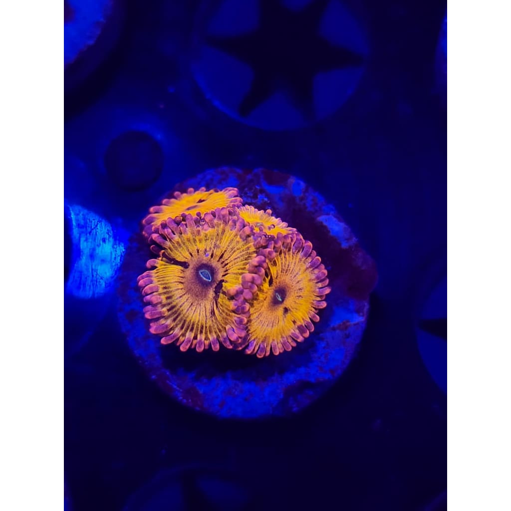 Chiqita Zoanthid Frag WYSIWYG!