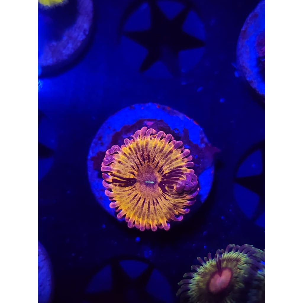 Chiqita Zoanthid Frag WYSIWYG!