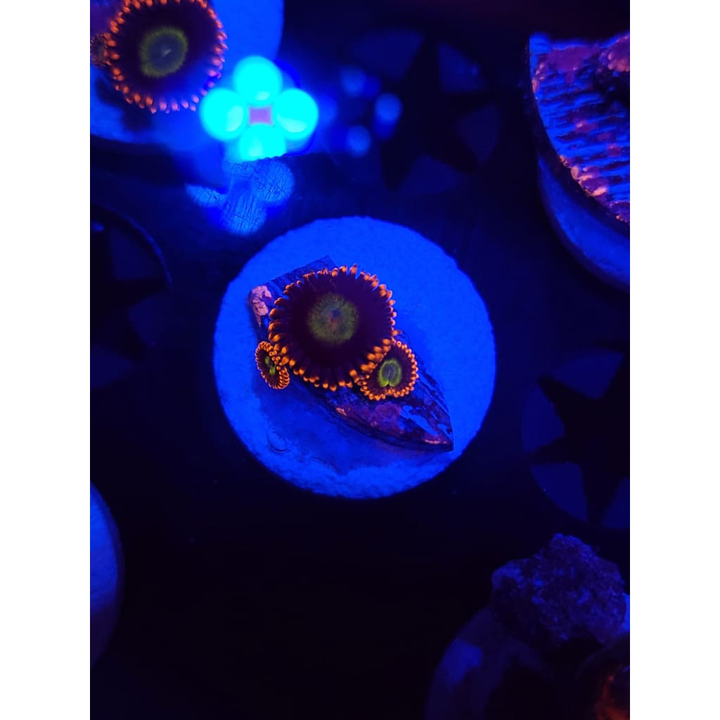 Circus Zoanthid Frag WYSIWYG!