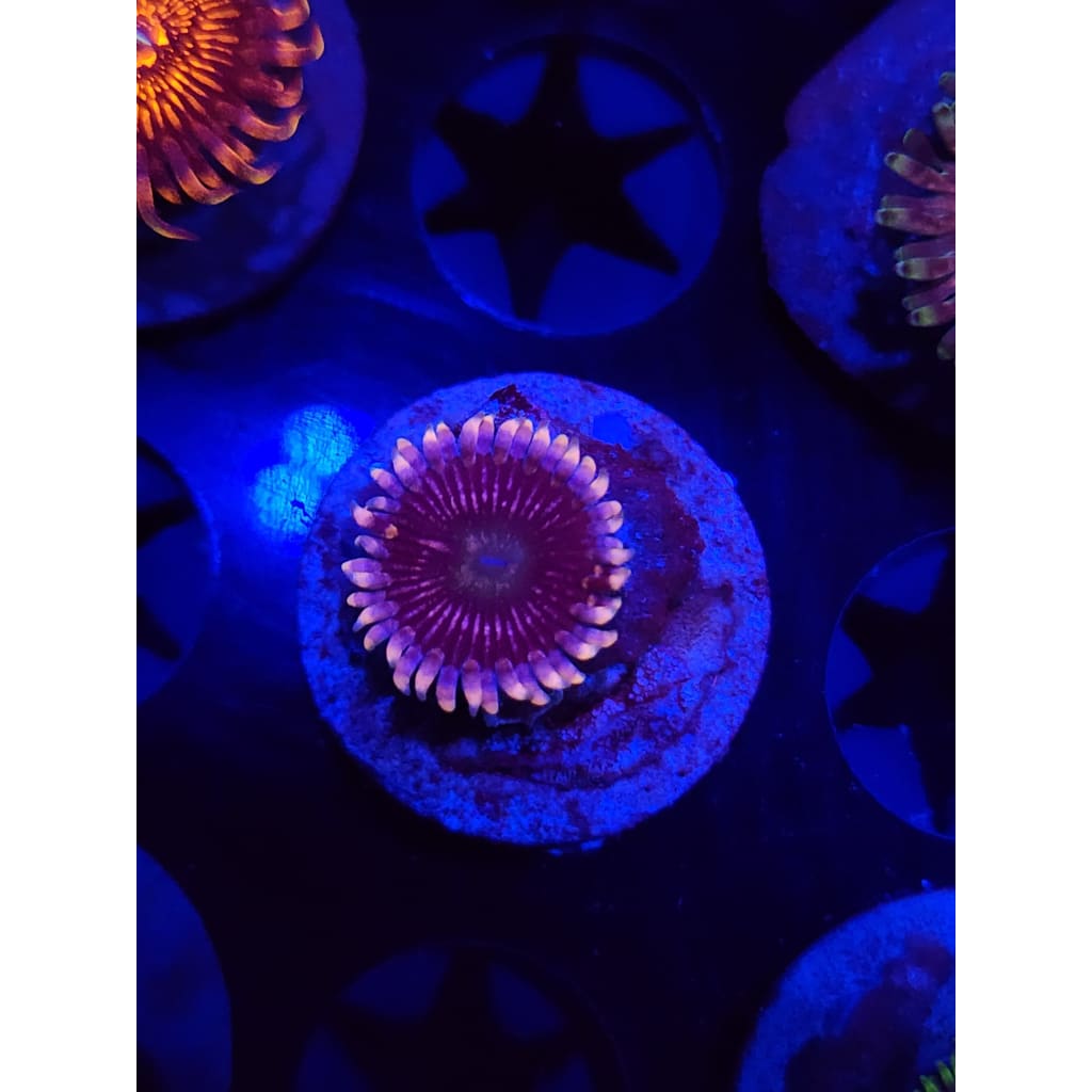 CK Black People Eaters Zoanthid Frag WYSIWYG!