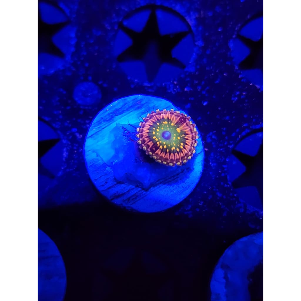 CK Monsters Inc Zoanthid Frag WYSIWYG!