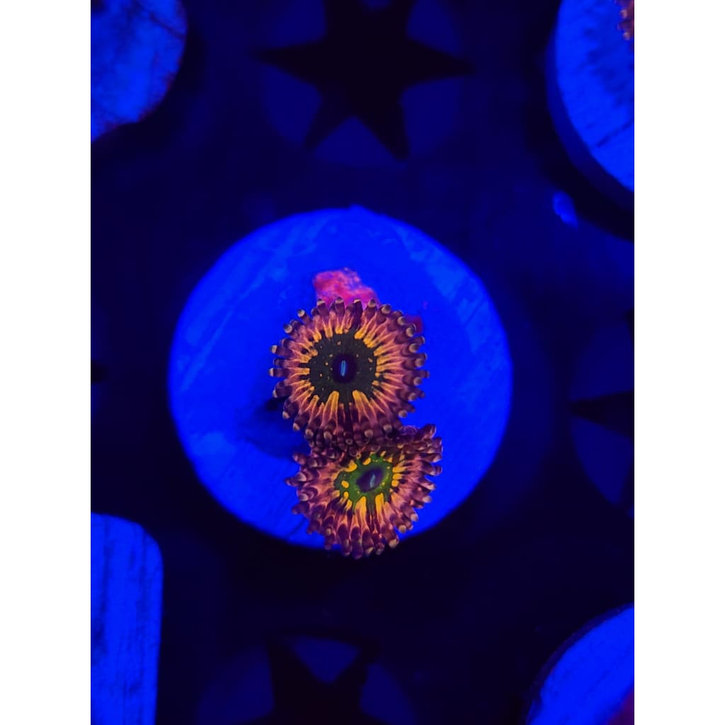 CK Monsters Inc Zoanthid Frag WYSIWYG!
