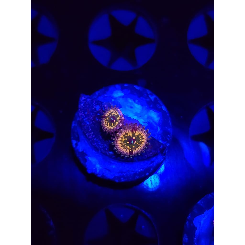 CK Monsters Inc Zoanthid Frag WYSIWYG!