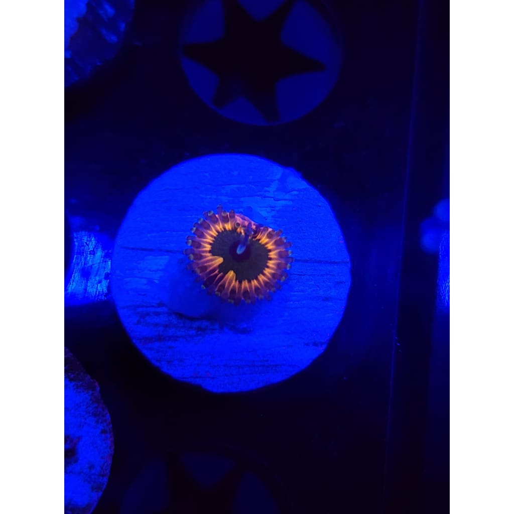 CK Monsters Inc Zoanthid Frag WYSIWYG!