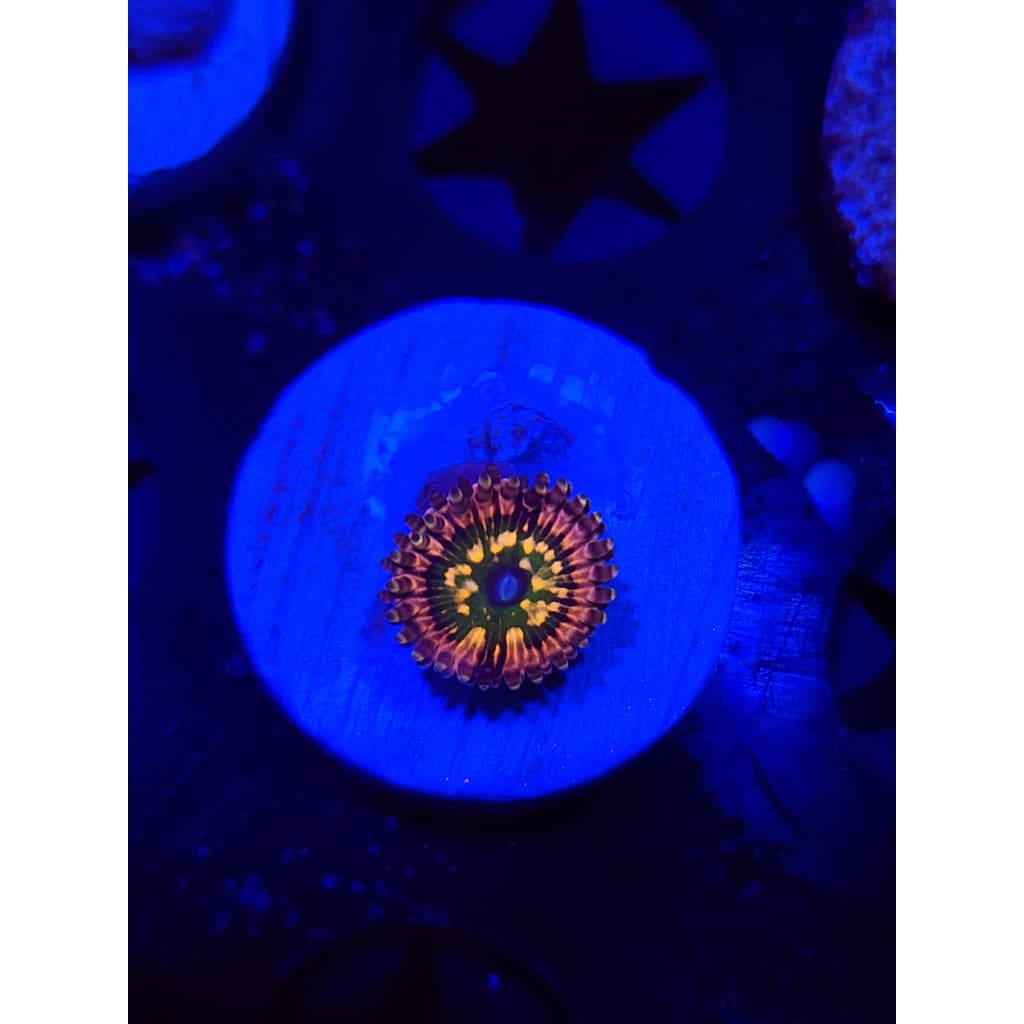CK Monsters Inc Zoanthid Frag WYSIWYG!