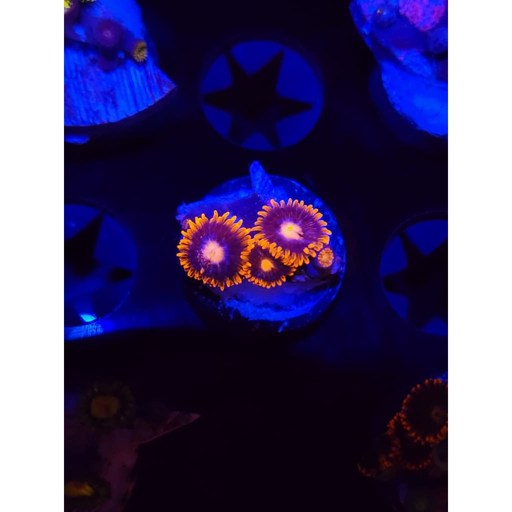 Clementine Zoanthid Frag WYSIWYG!