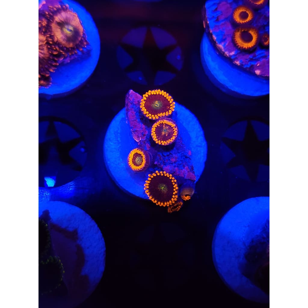 Confused Fireballs Zoanthid Frag WYSIWYG!