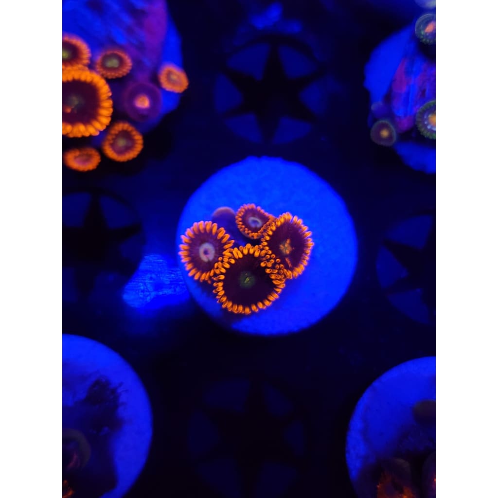 Confused Fireballs Zoanthid Frag WYSIWYG!