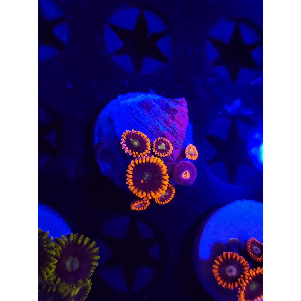 Confused Fireballs Zoanthid Frag WYSIWYG!