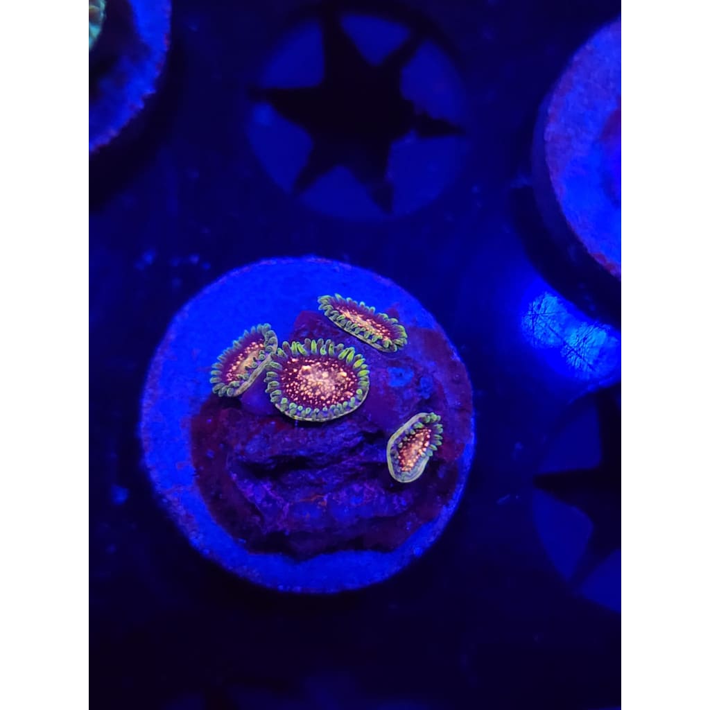Cosmic Combustion Zoanthid Frag WYSIWYG!