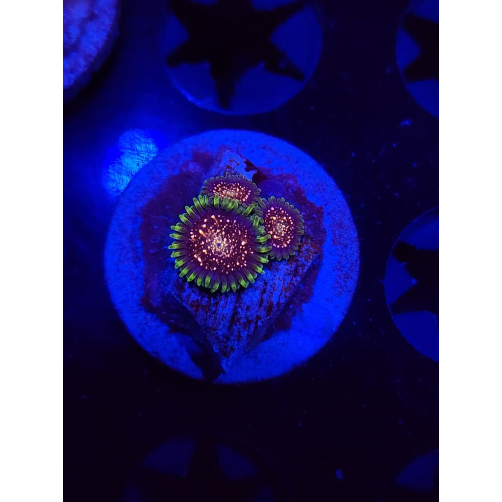 Cosmic Combustion Zoanthid Frag WYSIWYG!
