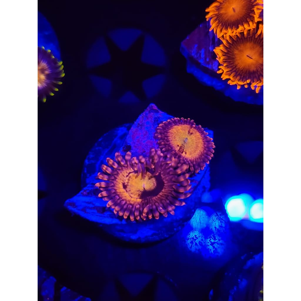 Cry Baby Zoanthid Frag WYSIWYG!