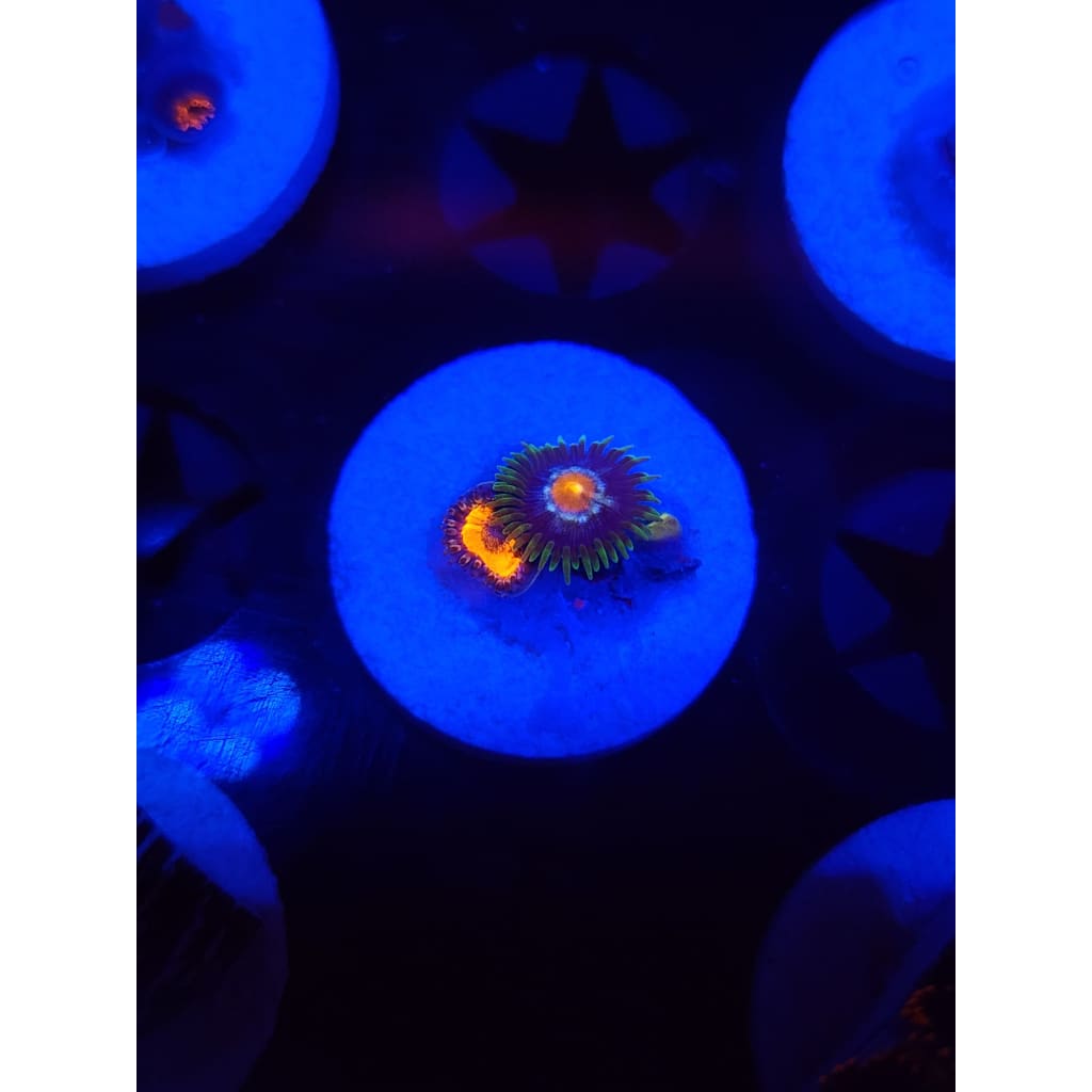 Daisy Cutter Combo Zoanthid Frag WYSIWYG!