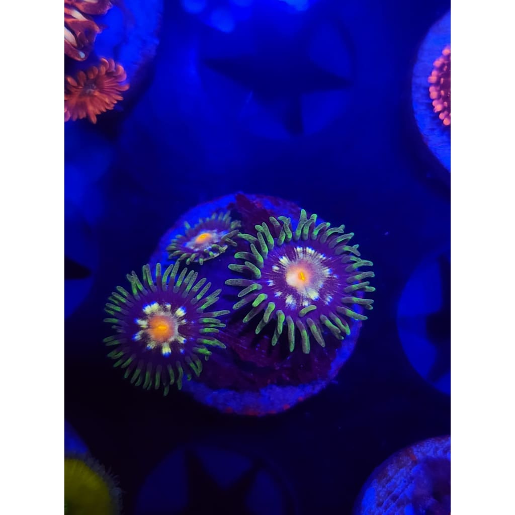 Daisy Cutter Zoanthid Frag WYSIWYG!