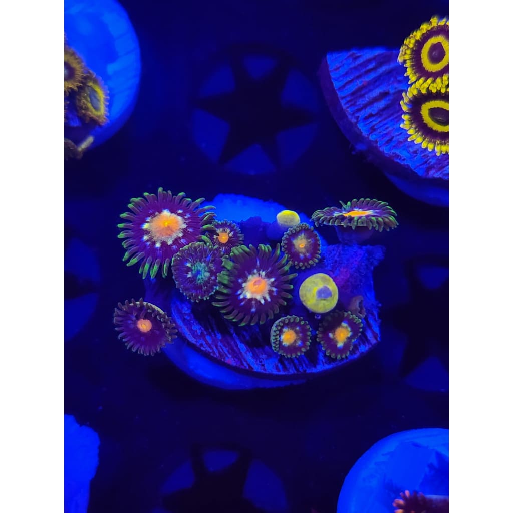 Daisy Cutters Zoanthid Frag WYSIWYG!