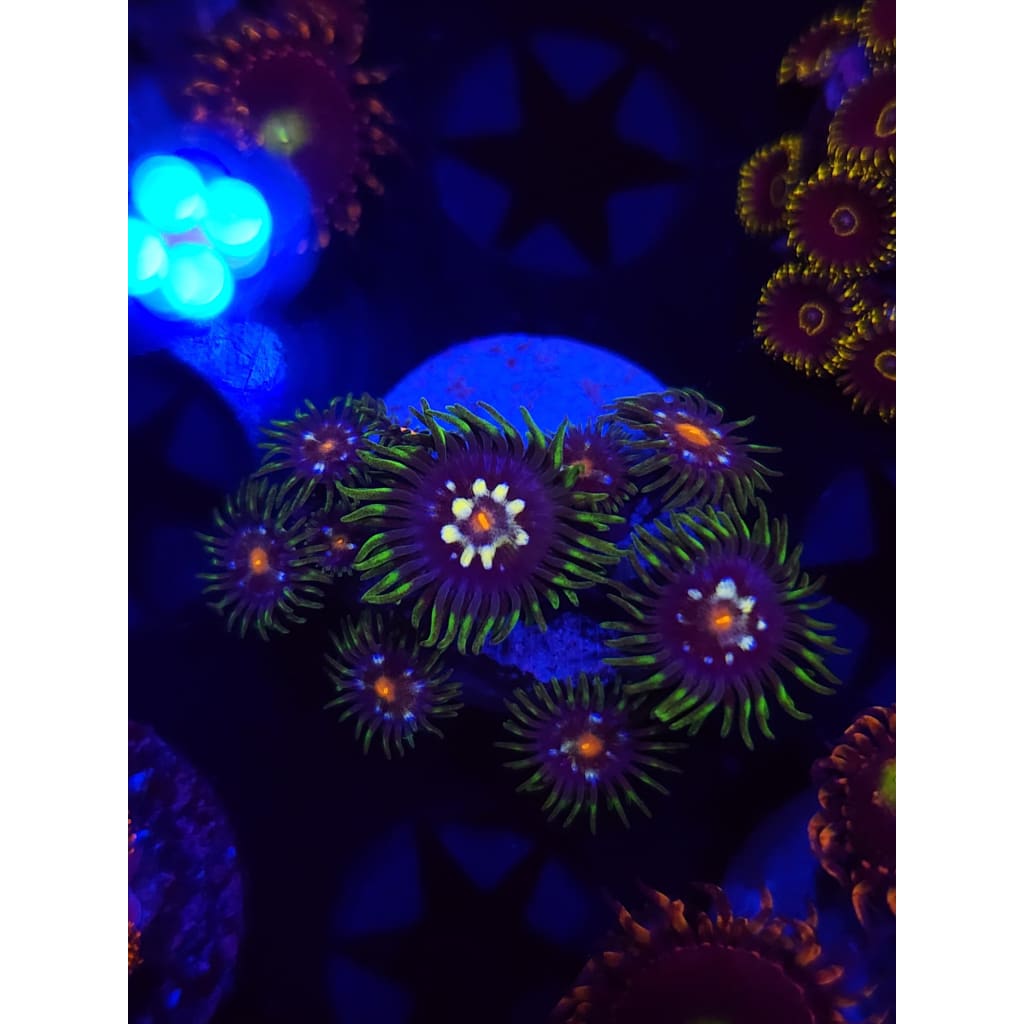 Daisy Cutters Zoanthid Frag WYSIWYG!