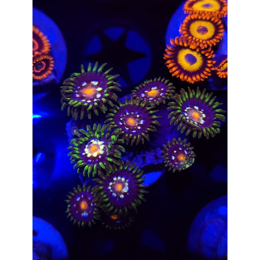 Daisy Cutters Zoanthid Frag WYSIWYG!
