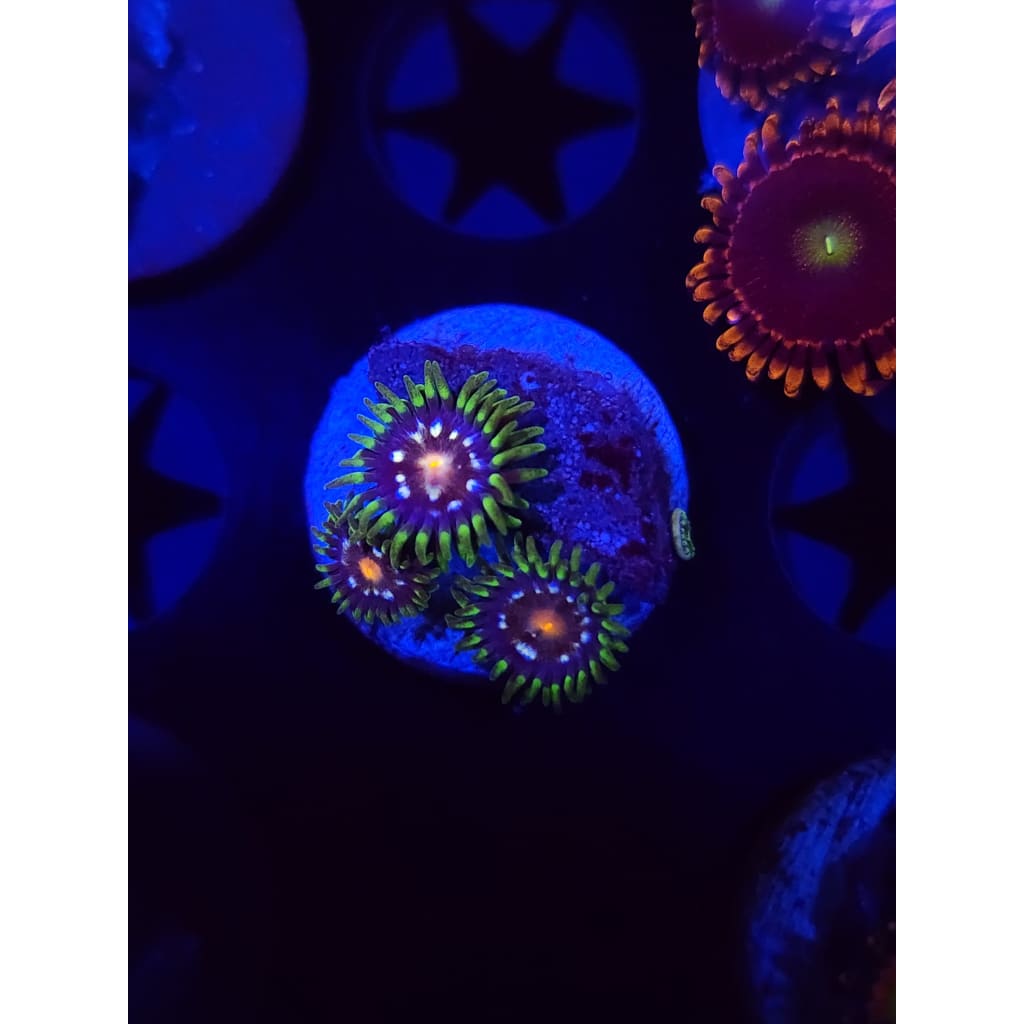 Daisy Cutters Zoanthid Frag WYSIWYG!
