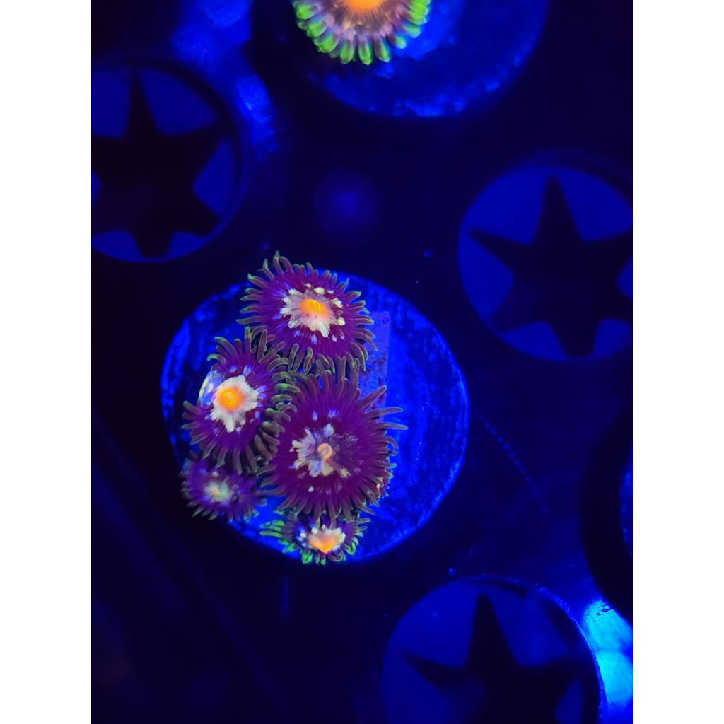 Daisy Cutters Zoanthid Frag WYSIWYG!
