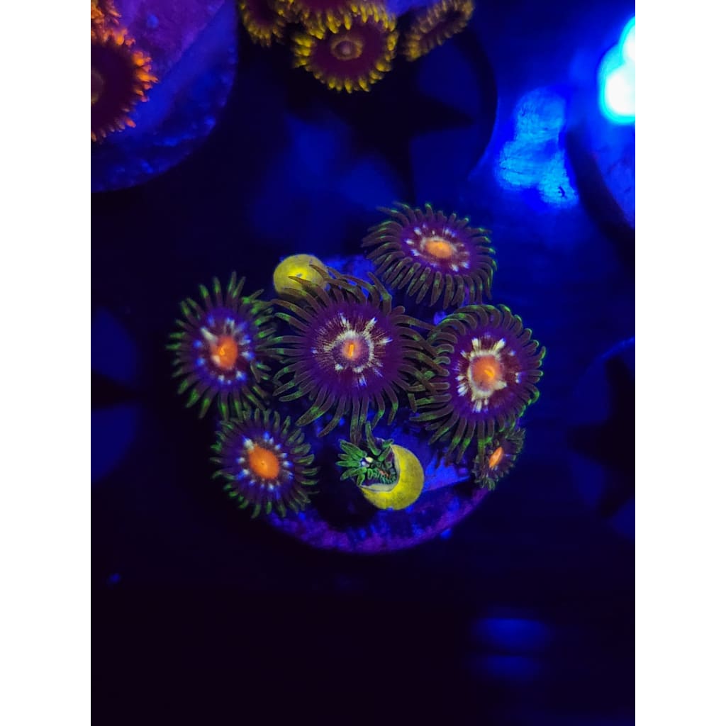 Daisy Cutters Zoanthid Frag WYSIWYG!