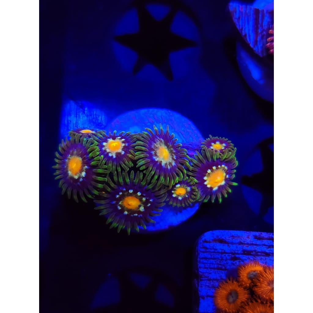 Daisy Cutters Zoanthid Frag WYSIWYG!