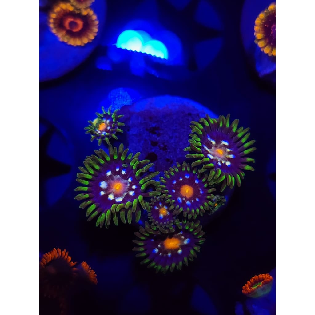 Daisy Cutters Zoanthid Frag WYSIWYG!
