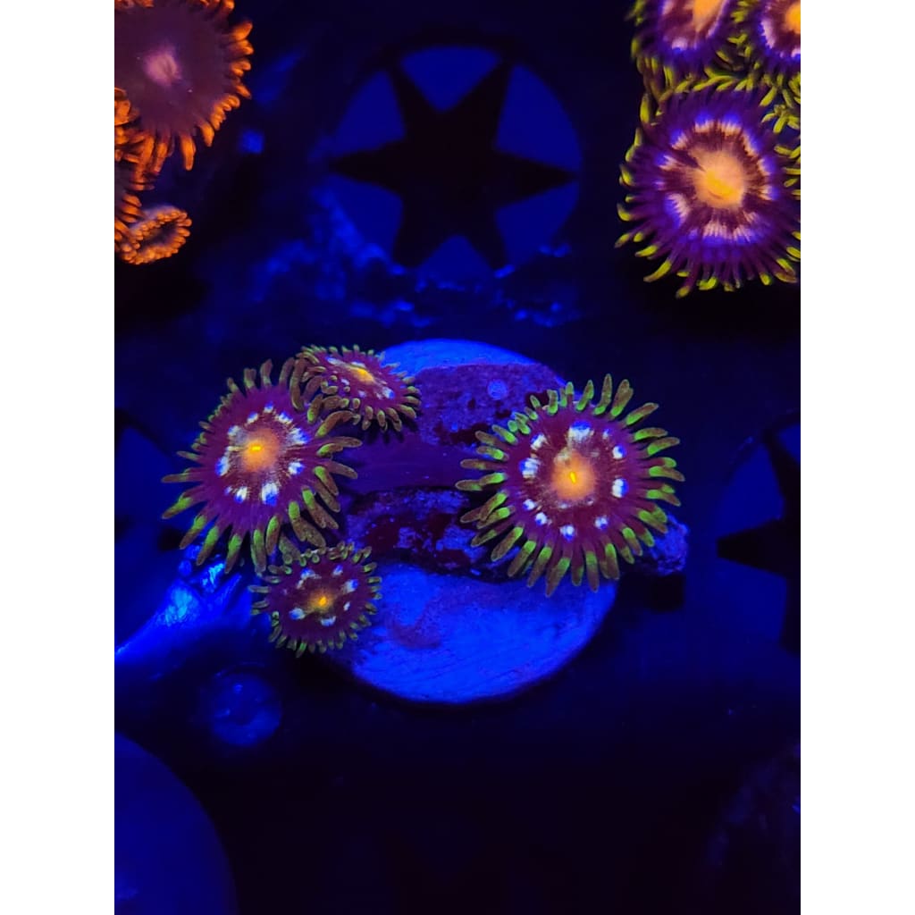 Daisy Cutters Zoanthid Frag WYSIYWG!