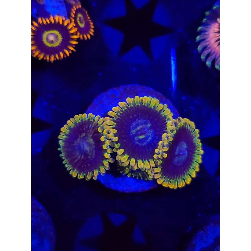 Rainbow Yoda Zoanthid Frag WYSIWYG!