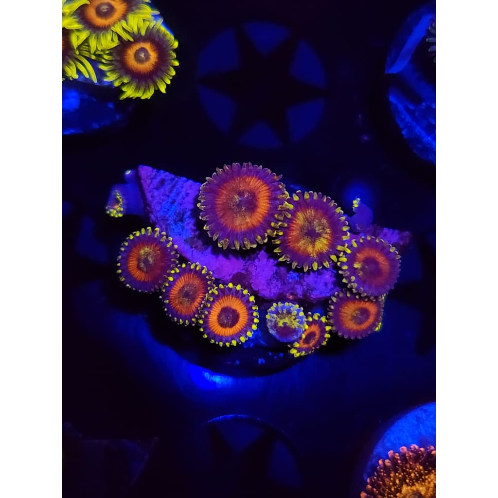 Eagle Eye Zoanthid Frag WYSIWYG!