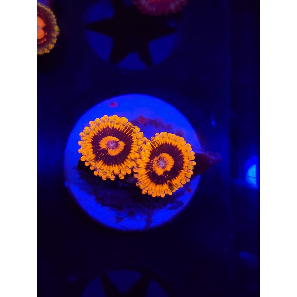 El Corazon Zoanthid Frag WYSIWYG!