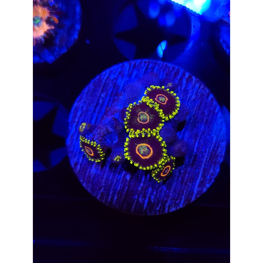 Electric Hornet Zoanthid Frag WYSIWYG!