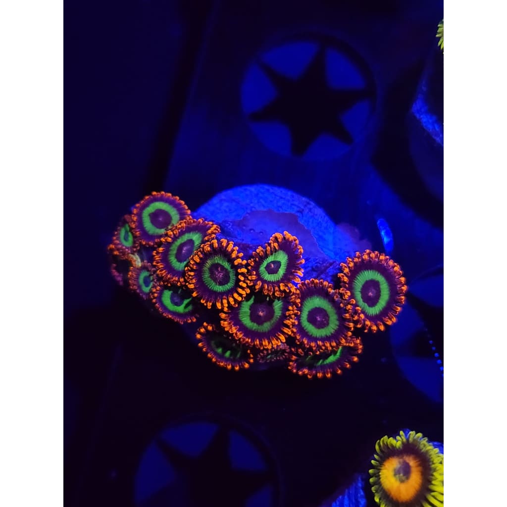 Emeralds on Fire Zoanthid Frag WYSIWYG!