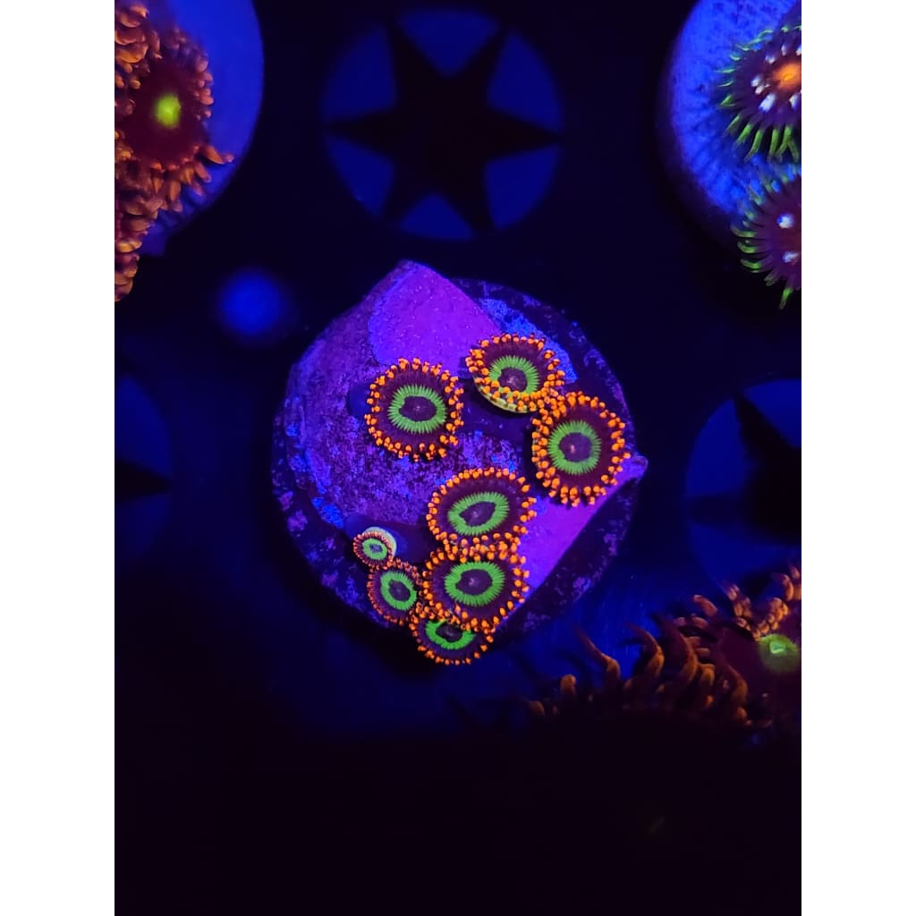 Emeralds on Fire Zoanthid Frag WYSIWYG!