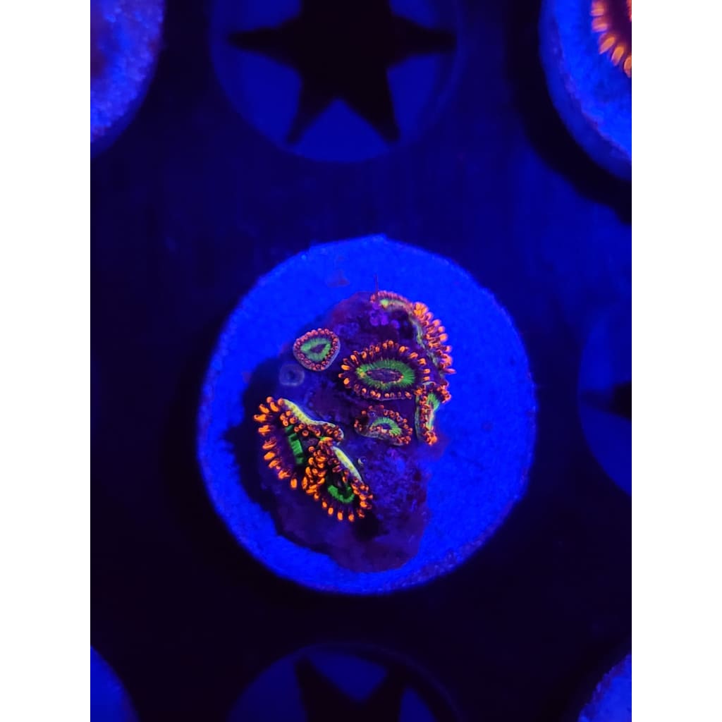 Emeralds on Fire Zoanthid Frag WYSIWYG!