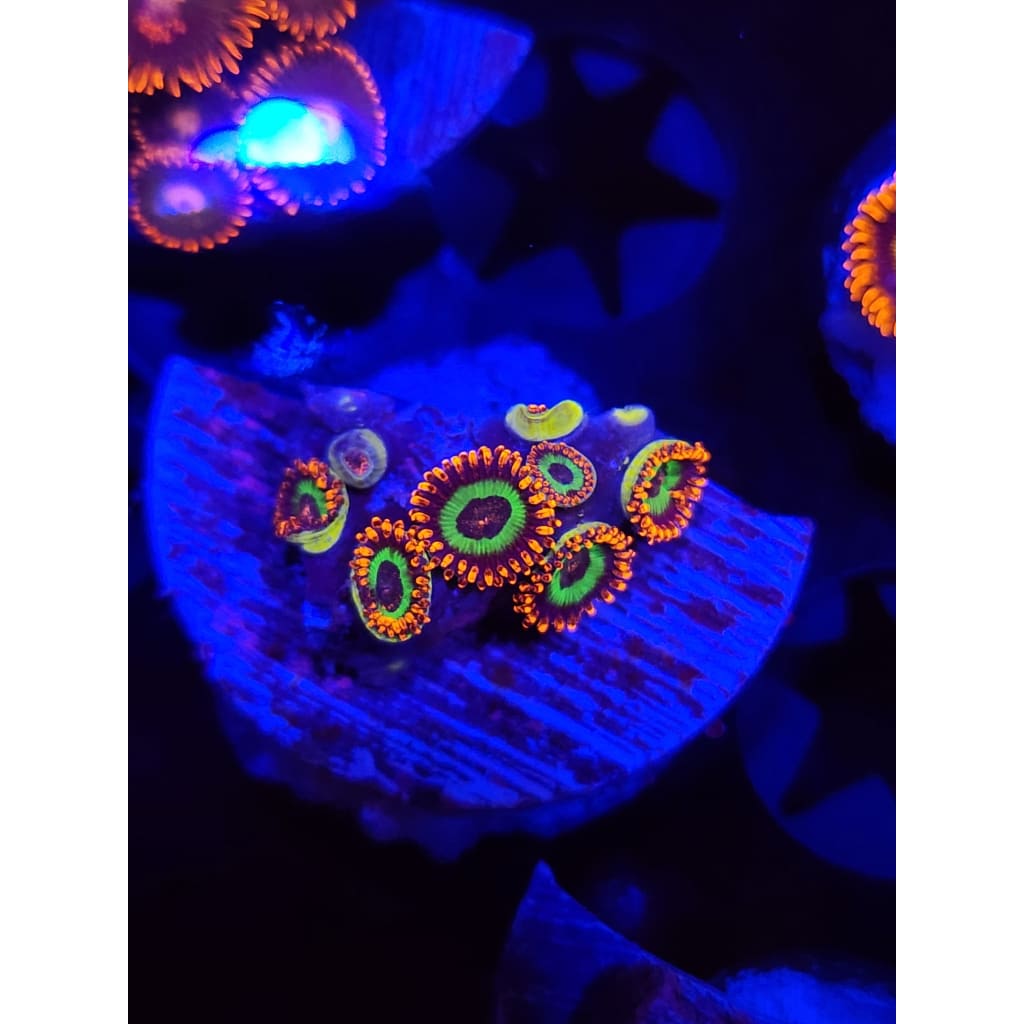 Emeralds on Fire Zoanthid Frag WYSIWYG!