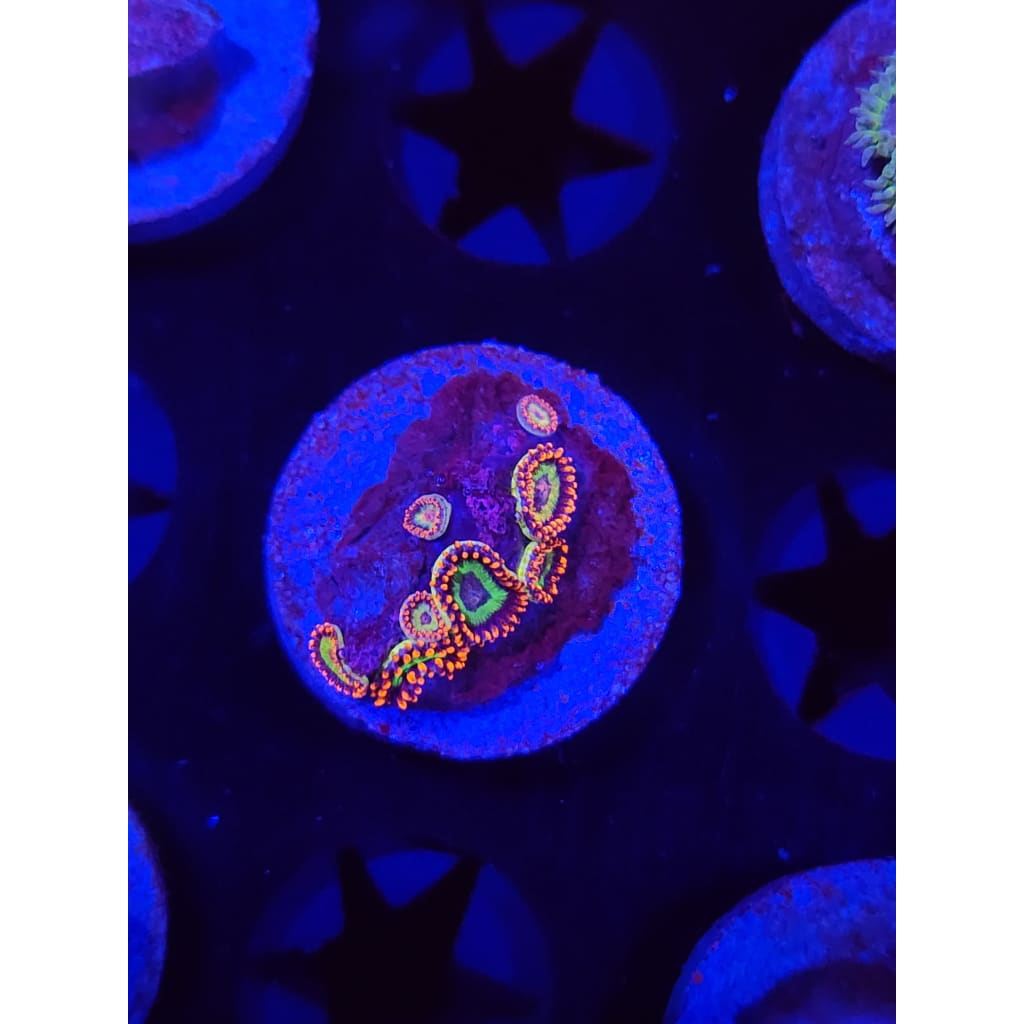 Emeralds on Fire Zoanthid Frag WYSIWYG!