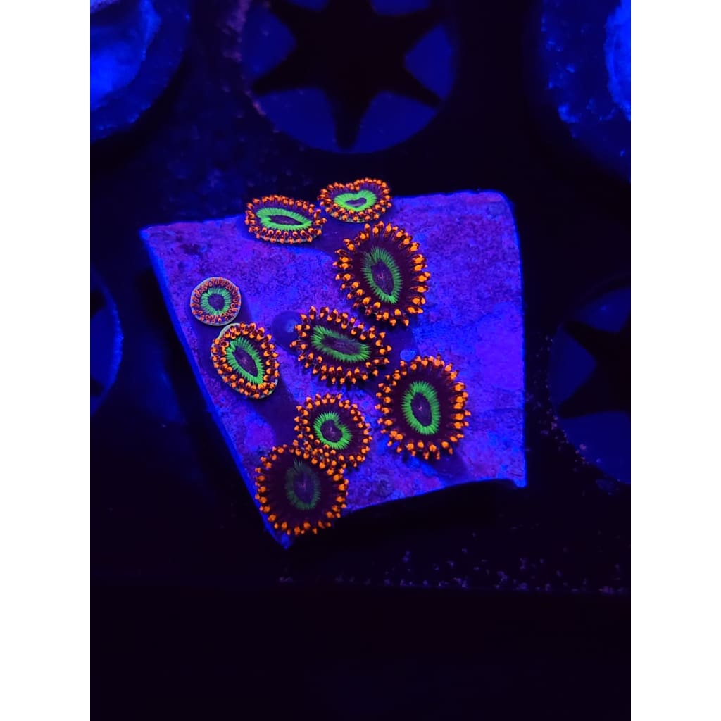 Emeralds on Fire Zoanthid Frag WYSIWYG!