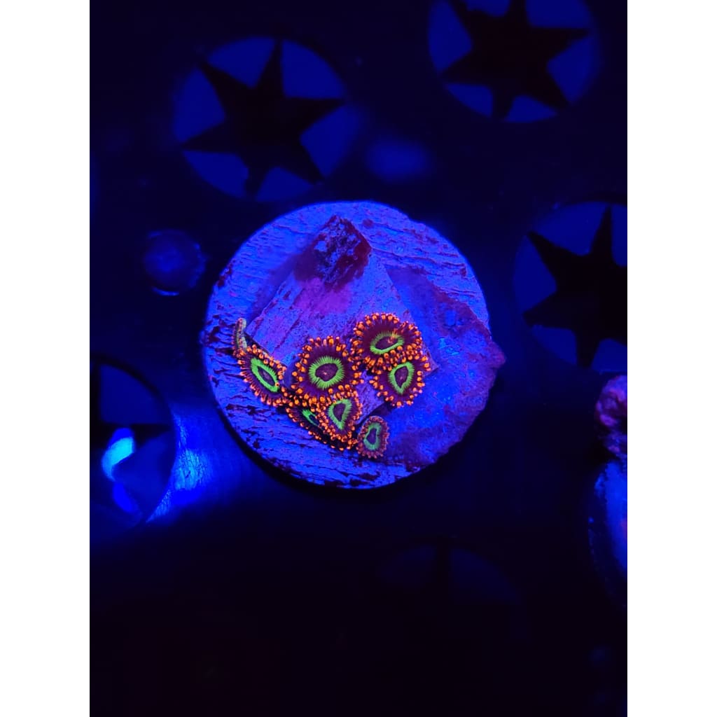 Emeralds on Fire Zoanthid Frag WYSIWYG!