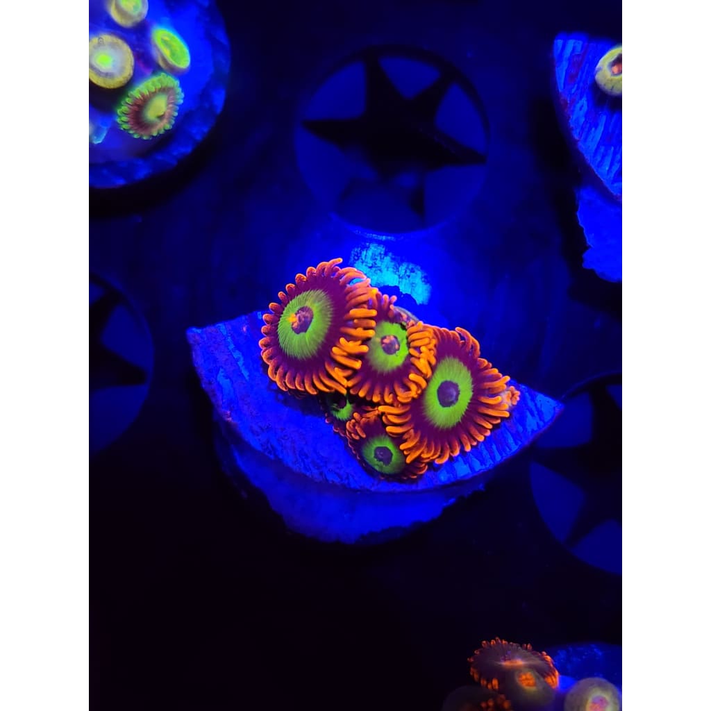 Emeralds on Fire Zoanthid Frag WYSIWYG!
